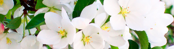 banner-spring-3.jpg