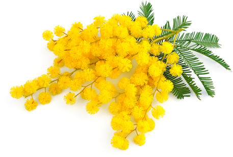 mimosa2.png